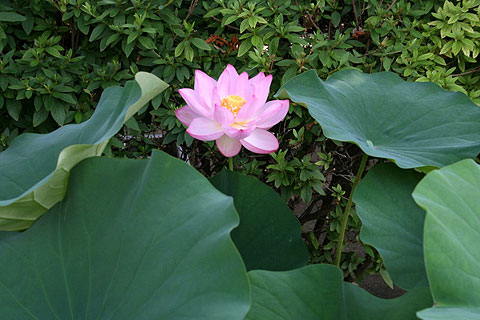 7月6日大賀ハスの蕾が開いた_1