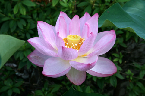 7月6日大賀ハスの蕾が開いた_2
