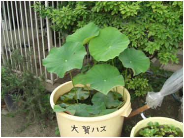 2011年6月15日の様子