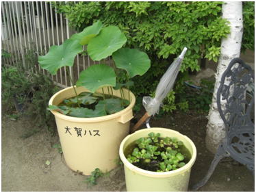 2011年6月15日の様子2