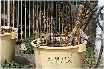 大賀ハス3月18日の写真1