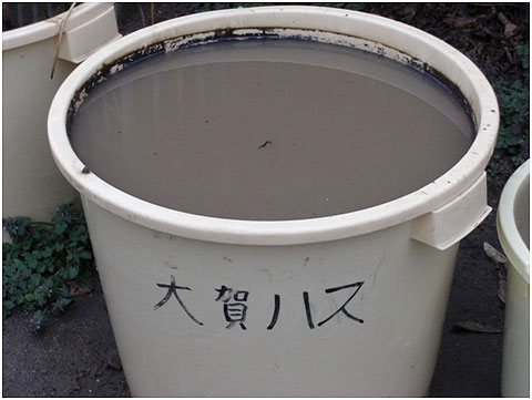 大賀ハス3月18日の写真3