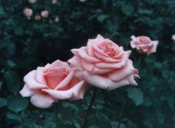 �Ԃ̍D���Ȑl�͉Ԃ̃y�[�W�����Ă��������B