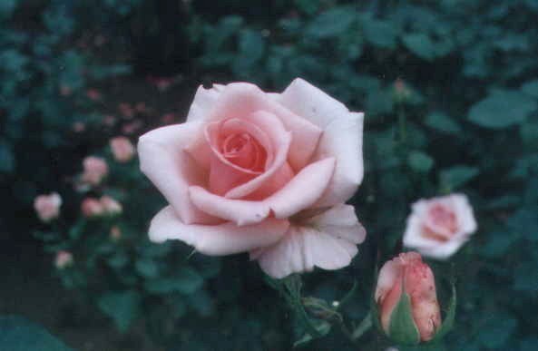 �������K�N�͐_��A������(�����s)�ŎB�e���܂����B