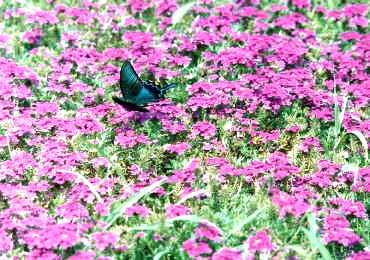 �����ȉԁXsl5