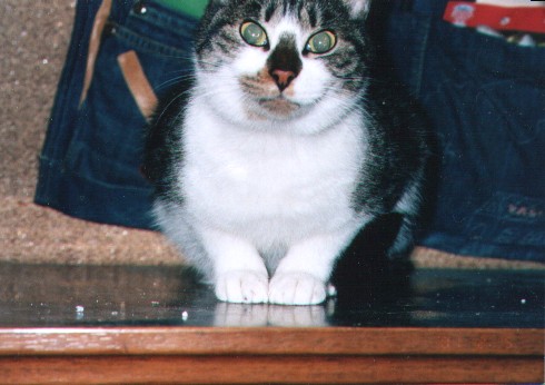 �݂�ȉp�ꂪ��΂��āB